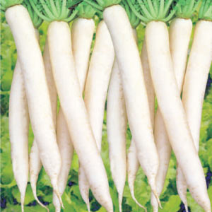 ASHOKA IVORY WHITE RADISH product  Image 3