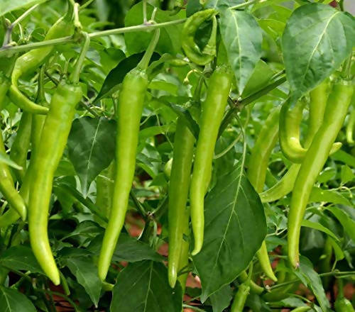 INDUS CHILLI JALSA 3 HYBRID SEEDS product  Image 2