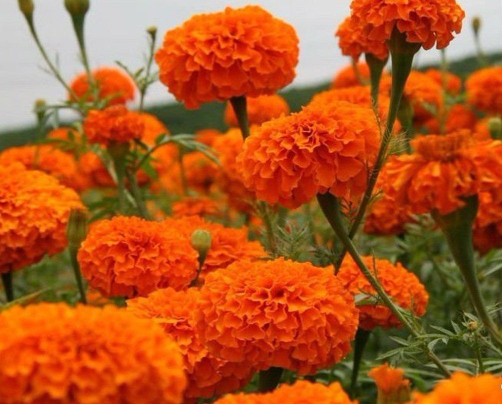 FLOWER SEEDS MARIGOLD ORANGE product  Image 3