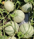 MADHURAJA MUSKMELON SEEDS product  Image