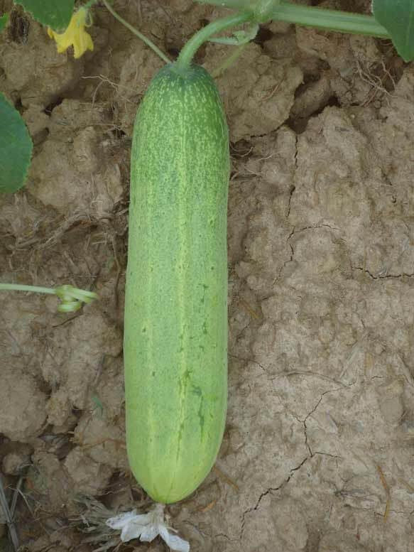 PAN MADHURI HYBRID CUCUMBER GREEN product  Image 2