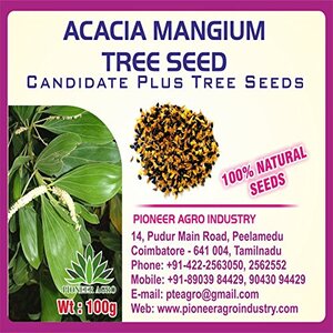 PIONEER AGRO ACACIA MANGIUM (SEED) product  Image 2