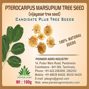 PIONEER AGRO PTEROCARPUS MARSUPIUM (VENGAI) TREE SEED product  Image