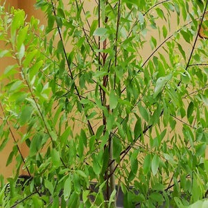 PIONEER AGRO WHITE SANDAL WOOD TREE SEEDS product  Image 2