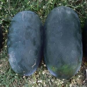 MAXX F1 HYBRID WATERMELON SEEDS product  Image 2