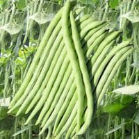 NZ SUPER KING POLE BEANS product  Image 2