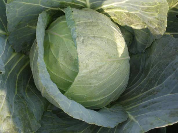 PAN 1182 MOON CABBAGE (GREEN, ROUND) product  Image 2