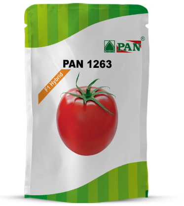 PAN 1263 F1 HYBRID TOMATO SEEDS, RESISTANCE TO TYLCV & BW product  Image 1