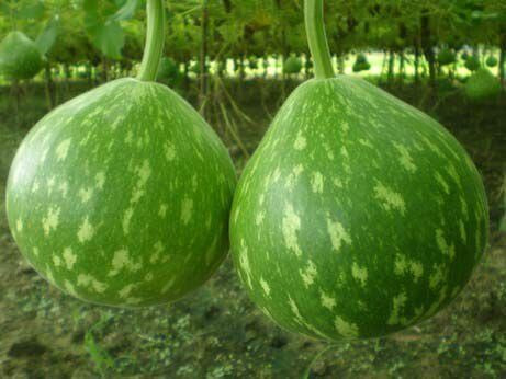 PAN 1719 HYBRID BOTTLE GOURD (DARK GREEN COLOUR WITH SPOTS) product  Image 3