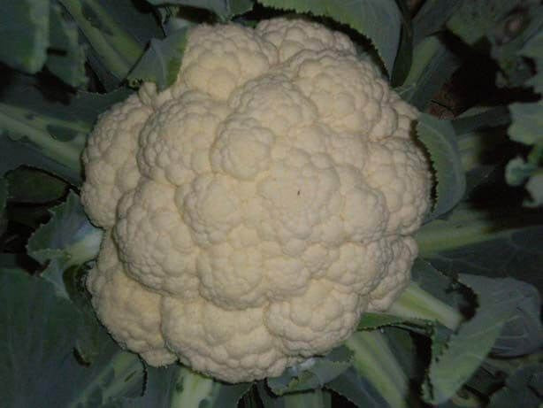 PAN 3003 HYBRID CAULIFLOWER (DOME SHAPE) product  Image 2