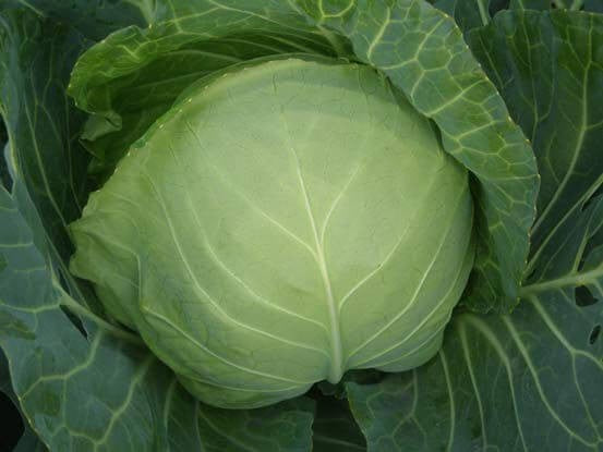 PAN PLUTO HYBRID CABBAGE SEEDS (DARK GREEN, ROUND) product  Image 2