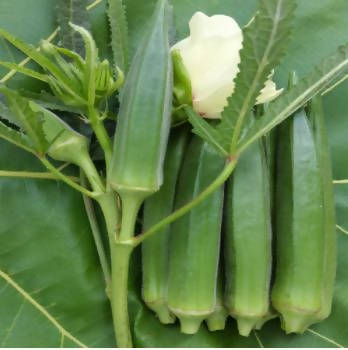 JAVA OKRA NURVI F1 HYBRID SEEDS product  Image 3