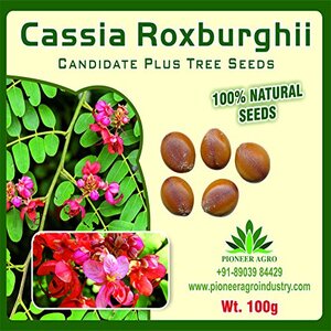 PIONEER AGRO CASSIA ROXBURGHII TREE (SEED) product  Image 2