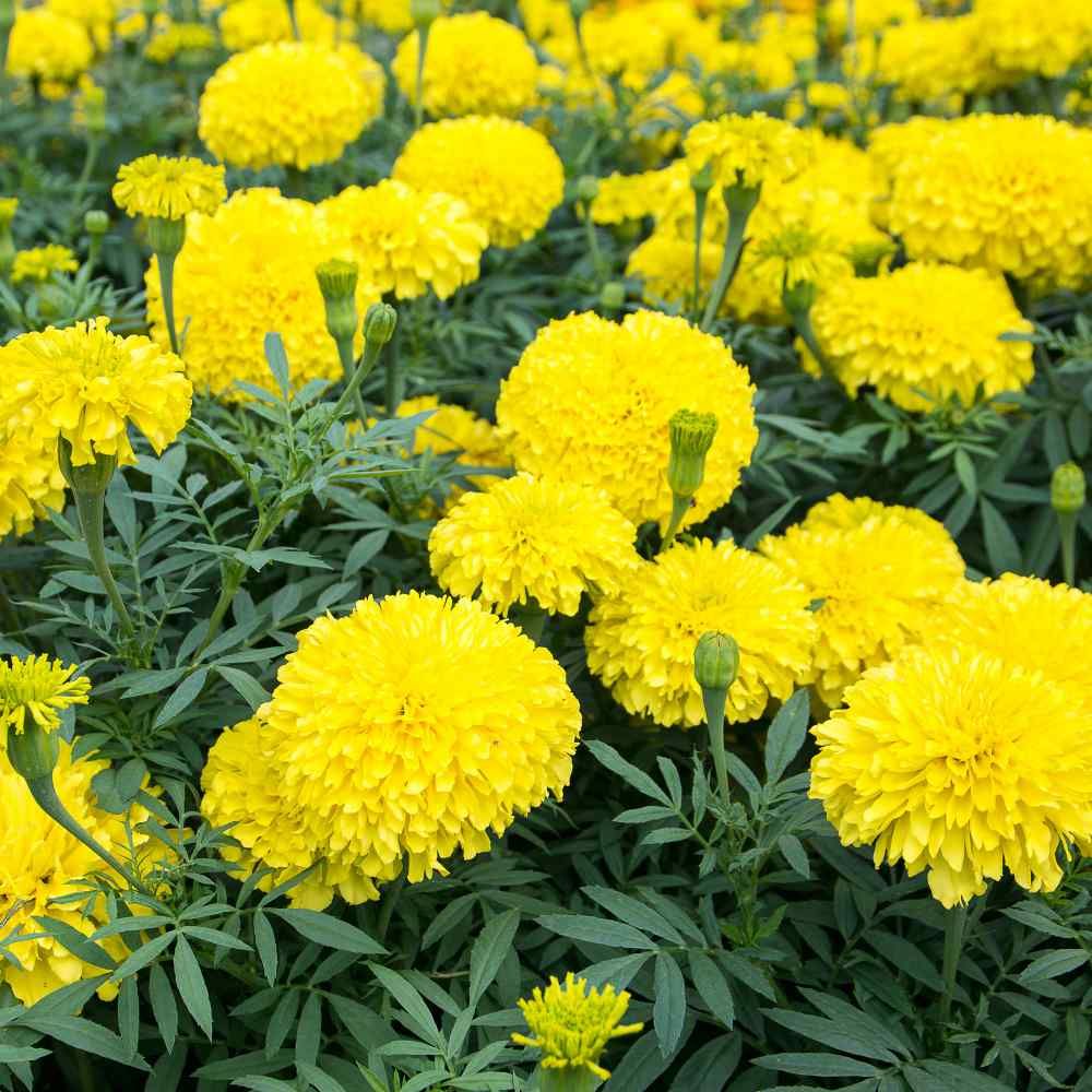 MARIGOLD YELLOW FLOWER SEEDS product  Image 3