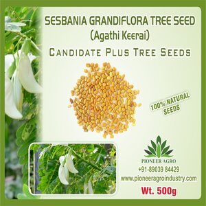 PIONEER AGRO SESBANIA GRANDIFORA (AGATHI) TREE SEEDS product  Image 2