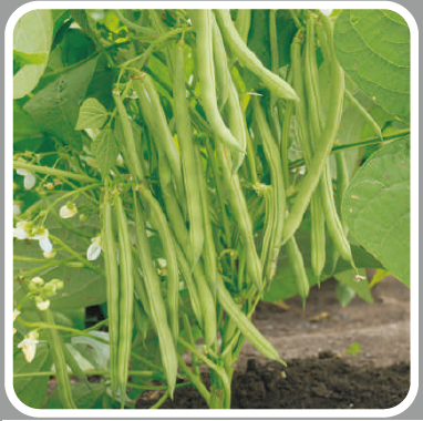 SEVILLE BEANS product  Image 2