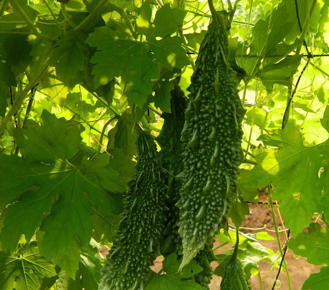 SUPER MOHINI BITTERGOURD ( सुपर मोहिनी करेला ) product  Image 2