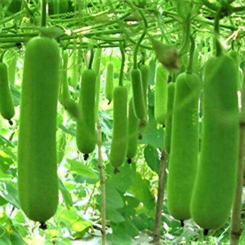 SHINE BOTTLE GOURD JULIE F1 SEEDS product  Image 3