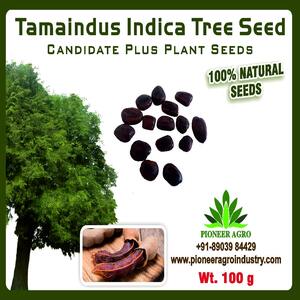 TAMARINDUS TREE SEEDS product  Image 2