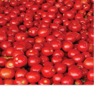 TO-3150 TOMATO product  Image 3