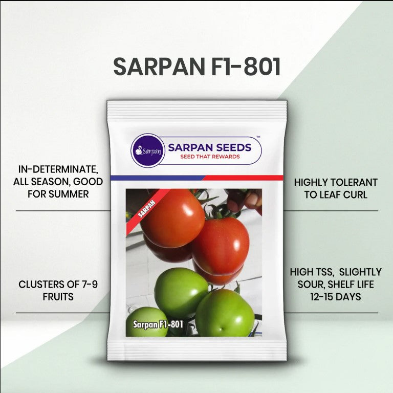 SARPAN TOMATO-801 SEEDS product  Image 3