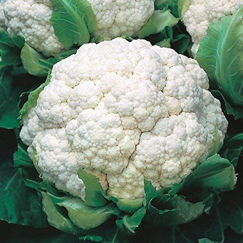 IRIS HYBRID VEGETABLE SEEDS CAULIFLOWER product  Image 3