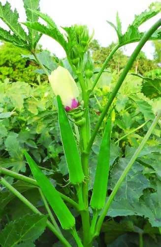 SHINE OKRA DHAMINI F1 HYBRID SEEDS product  Image 4