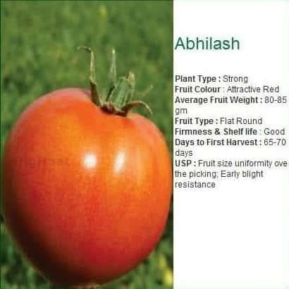 ABHILASH TOMATO SEEDS product  Image 4