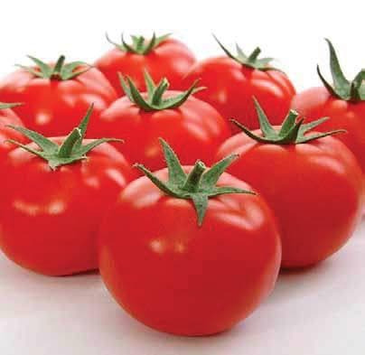 ADI TOMATO (आदी टमाटर) - SEEDS product  Image 2