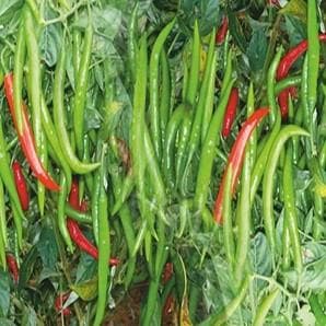 AKSHI CHILLI (अक्षी मिर्च ) - SEEDS product  Image 2