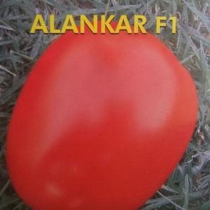 ALANKAR TOMATO F1 (अलंकार टमाटर) - SEEDS product  Image 2