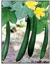 ALOK SPONGE GOURD (अलोक गिलकी ) product  Image 2