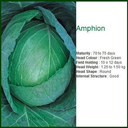 AMPHION CABBAGE SEEDS product  Image 1