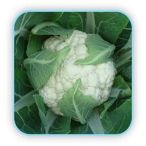 ANANDI CAULIFLOWER SEEDS product  Image 2