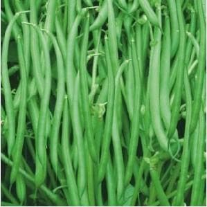 MALGUDI BEANS product  Image 3