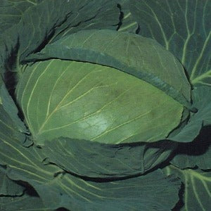 BHIMA CABBAGE product  Image 1