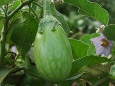 KIRTI BRINJAL product  Image