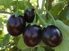 KIRTI BRINJAL product  Image