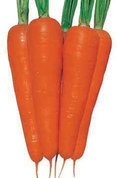 NEW KURODA CARROT product  Image 2