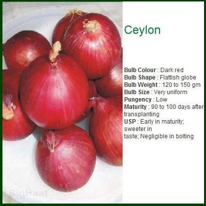 CEYLON ONION product  Image