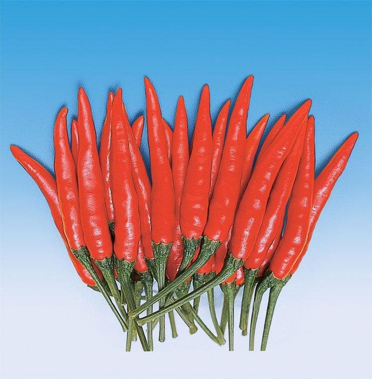 DEMON F1 CHILLI KITCHEN GARDEN product  Image 2