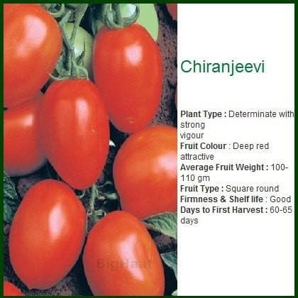 CHIRANJEEVI TOMATO ( चिरंजीवी टमाटर ) product  Image