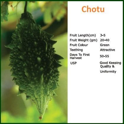 CHOTU BITTER GOURD SEEDS ( छोटू करेला ) product  Image 2