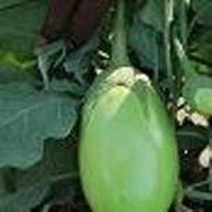 PARUL BRINJAL SEEDS product  Image 3