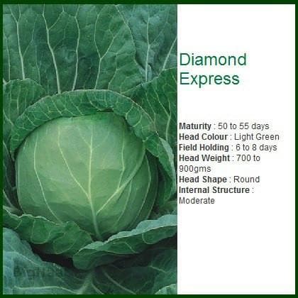 DIAMOND EXPRESS CABBAGE product  Image 2