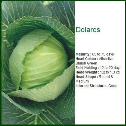 DOLARES CABBAGE product  Image 2