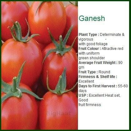 GANESH TOMATO (गणेश टमाटर ) product  Image