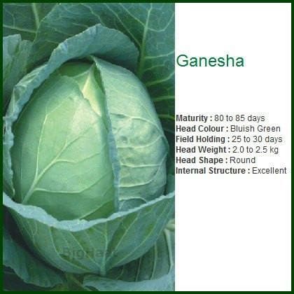 GANNESHA CABBAGE product  Image