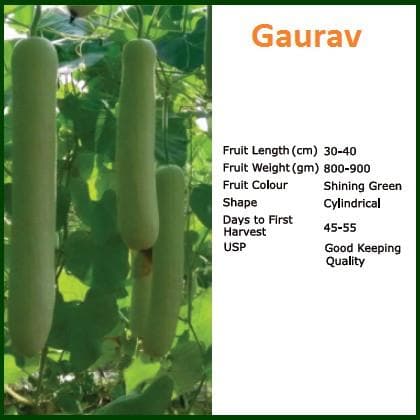 GAURAV BOTTLE GOURD ( गौरव लौकी ) product  Image 2