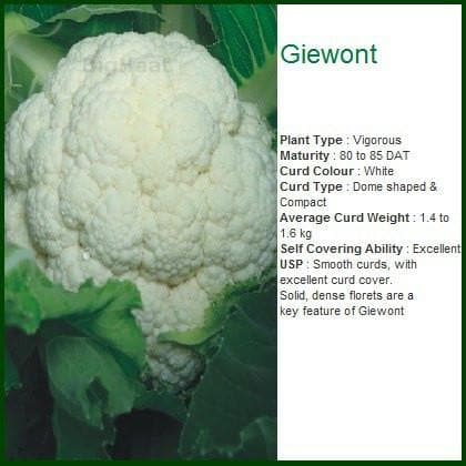 GIEWONT CAULIFLOWER product  Image 2